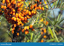 Attēlu rezultāti vaicājumam “Hippophae rhamnoides female flower”
