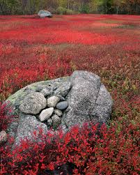 Attēlu rezultāti vaicājumam “Vaccinium angustifolium”