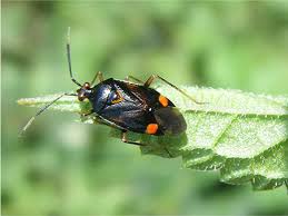 Attēlu rezultāti vaicājumam “Deraeocoris ruber imago”