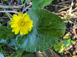 Attēlu rezultāti vaicājumam “Ficaria verna flower”