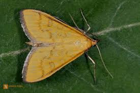 Attēlu rezultāti vaicājumam “Mecyna flavalis”