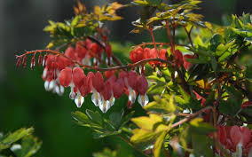 Image result for tränendes Herz