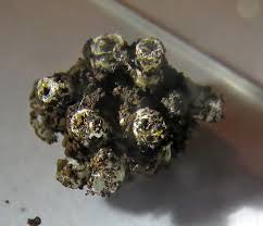 Attēlu rezultāti vaicājumam “Symphytocarpus trechisporus sessile”