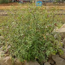 Attēlu rezultāti vaicājumam “Bidens frondosa flower”