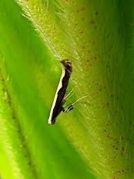 Attēlu rezultāti vaicājumam “Gracillariidae”