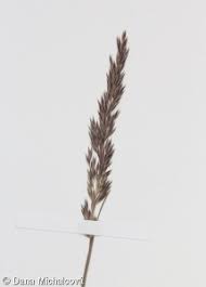 Attēlu rezultāti vaicājumam “Corynephorus canescens leaf”