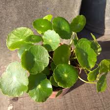 「香菇草」的圖片搜尋結果