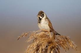 Attēlu rezultāti vaicājumam “Emberiza schoeniclus male”