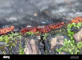 Attēlu rezultāti vaicājumam “Metatrichia sp.”