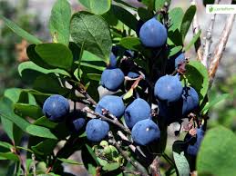 Attēlu rezultāti vaicājumam “Vaccinium uliginosum fruit”