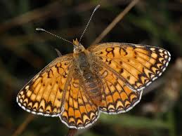 Attēlu rezultāti vaicājumam “Melitaea phoebe”