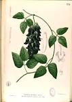 File:<b>Mucuna</b> pruriens