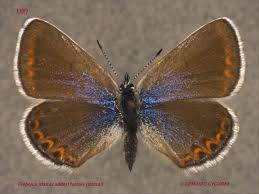 Attēlu rezultāti vaicājumam “Plebejus idas male”