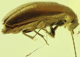 Attēlu rezultāti vaicājumam “Melandryidae”