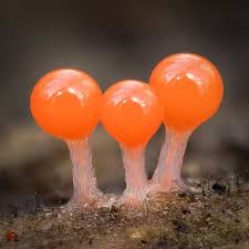 Attēlu rezultāti vaicājumam “Trichia decipiens”