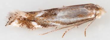 Attēlu rezultāti vaicājumam “Bucculatricidae”