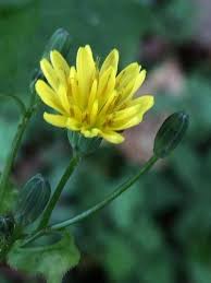 Attēlu rezultāti vaicājumam “Lapsana communis bud”