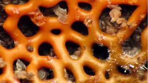 Attēlu rezultāti vaicājumam “Hemitrichia serpula spores”