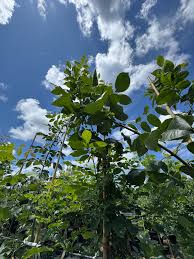 Attēlu rezultāti vaicājumam “Fraxinus pennsylvanica”