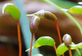 Attēlu rezultāti vaicājumam “Brachythecium albicans sporophyte”