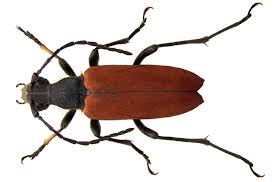 Attēlu rezultāti vaicājumam “Anastrangalia sanguinolenta”