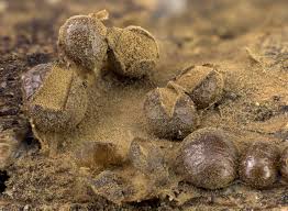 Attēlu rezultāti vaicājumam “Dianema depressum macro”