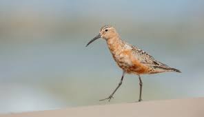 Attēlu rezultāti vaicājumam “Calidris ferruginea adult”