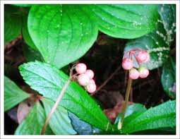 Attēlu rezultāti vaicājumam “Chimaphila umbellata bud”