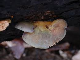 Attēlu rezultāti vaicājumam “Panellus serotinus”