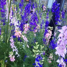 Image result for Delphinium consolida