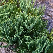 Attēlu rezultāti vaicājumam “Diphasiastrum tristachyum”