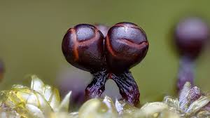 Attēlu rezultāti vaicājumam “Trichia alpina macro”