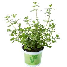 Image result for Majoran