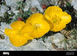 Image result for Alpenmohn
