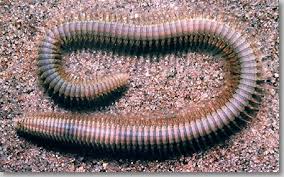 Attēlu rezultāti vaicājumam “Annelides”