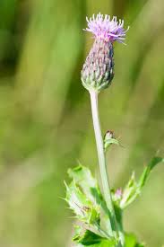 Attēlu rezultāti vaicājumam “Cirsium arvense flower”