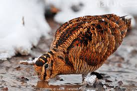 Attēlu rezultāti vaicājumam “Scolopax rusticola”