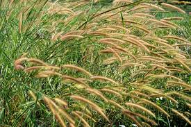 Attēlu rezultāti vaicājumam “Gramineae”