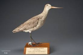 Image result for Limosa haemastica