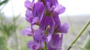 Attēlu rezultāti vaicājumam “Medicago”