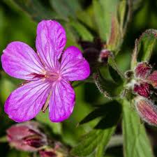 Image result for Geranium `Purple Haze`