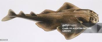 Image result for Squatina dumeril