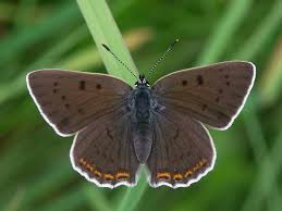 Attēlu rezultāti vaicājumam “Lycaena alciphron female”