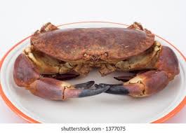 Image result for Cancer pagurus