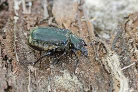 Attēlu rezultāti vaicājumam “Osmoderma barnabita”