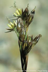 Attēlu rezultāti vaicājumam “Juncus squarrosus”