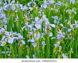 Attēlu rezultāti vaicājumam “Iris sibirica leaf”