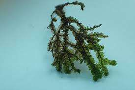 Attēlu rezultāti vaicājumam “Porella cordaeana”