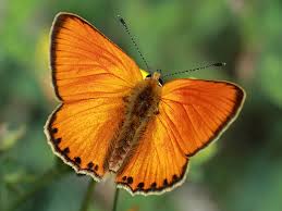 Attēlu rezultāti vaicājumam “Lycaena virgaureae female”