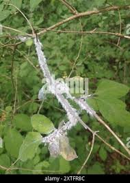 Attēlu rezultāti vaicājumam “Prociphilus xylostei”